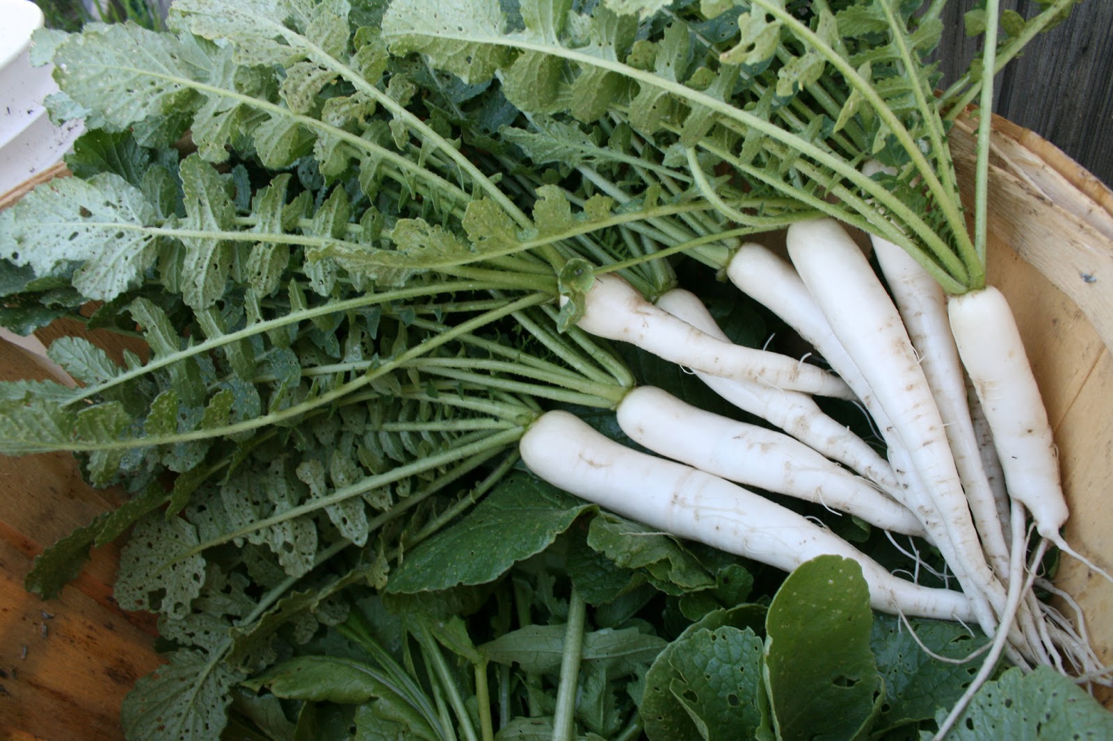 Củ cải có chứa indole-3-carbinol giúp gan giải độc và chữa lành các tổn thương