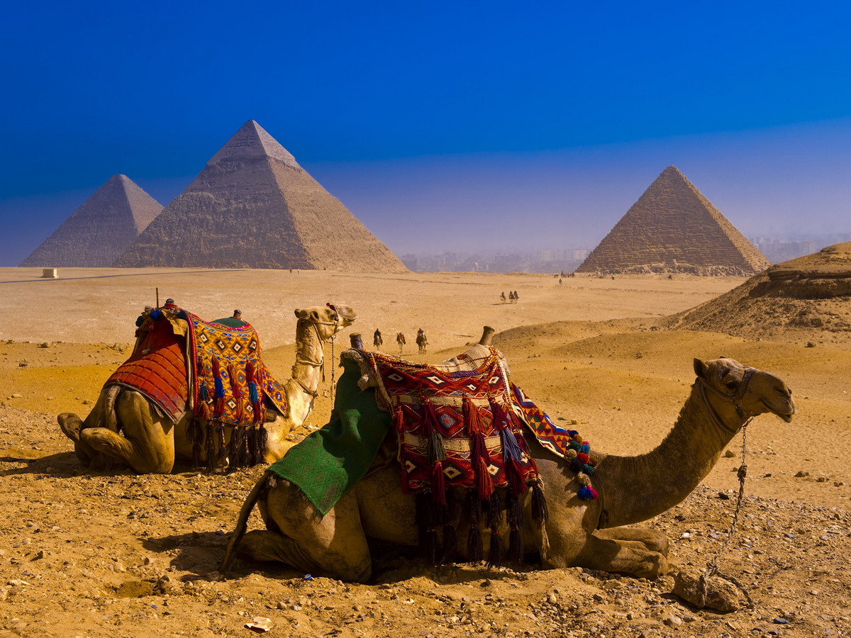 Cưỡi lạc đà trên sa mạc ở Ai Cập